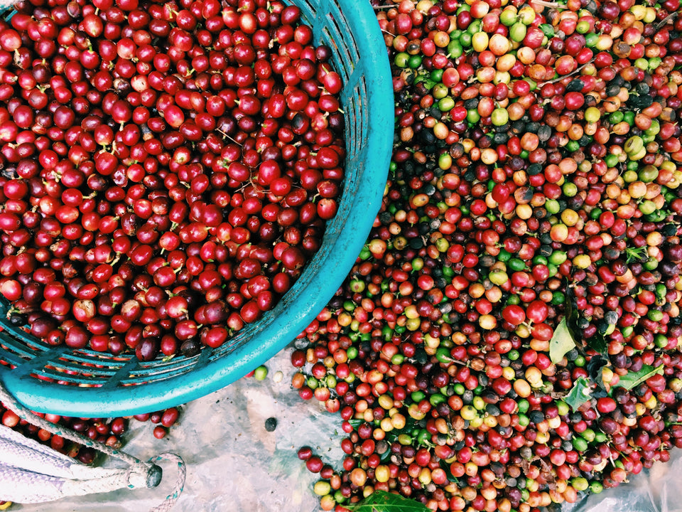 collections/Guatemala_coffee_sorting_Ming_Hsieh.jpg